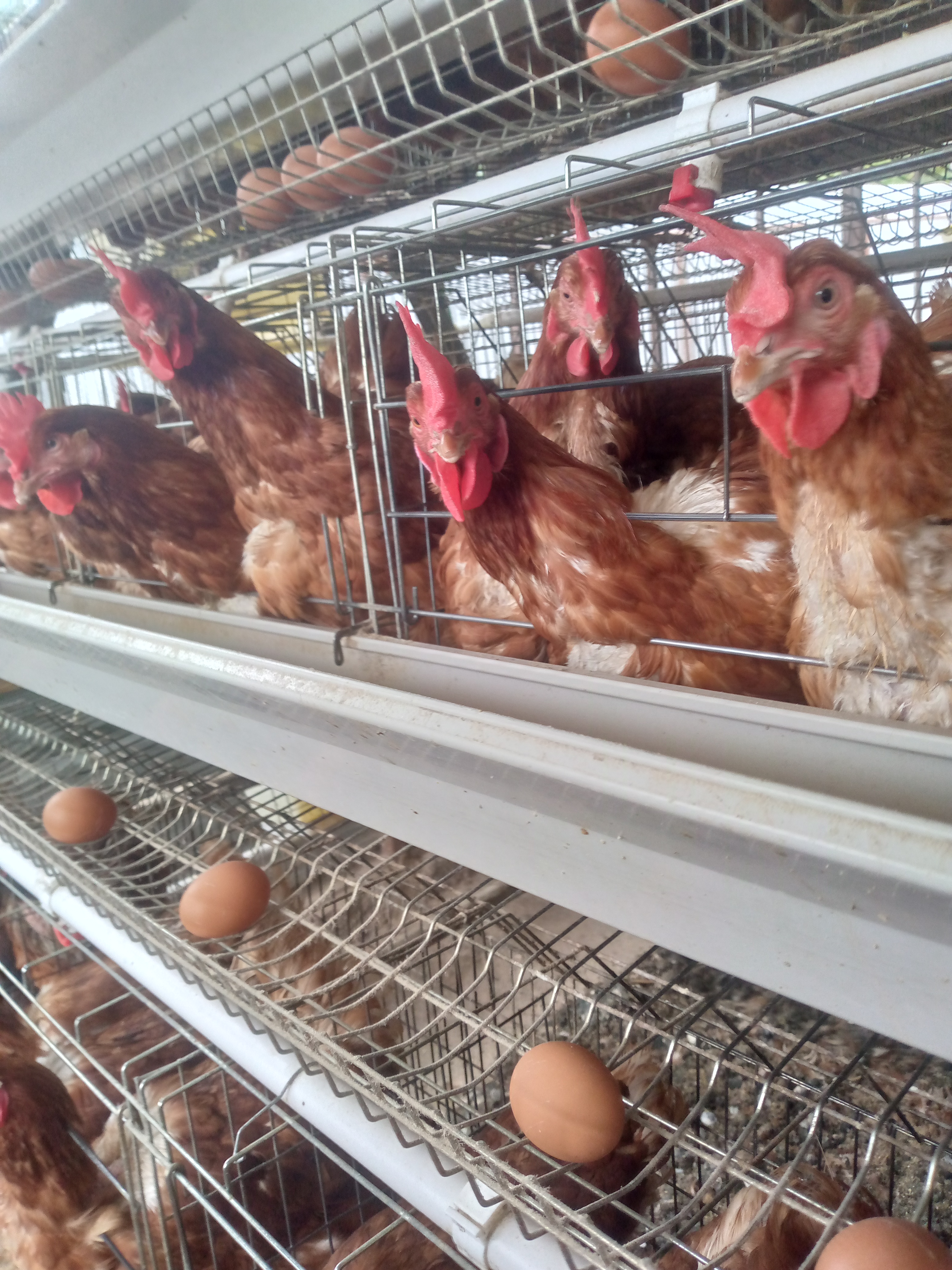 Farm Tour