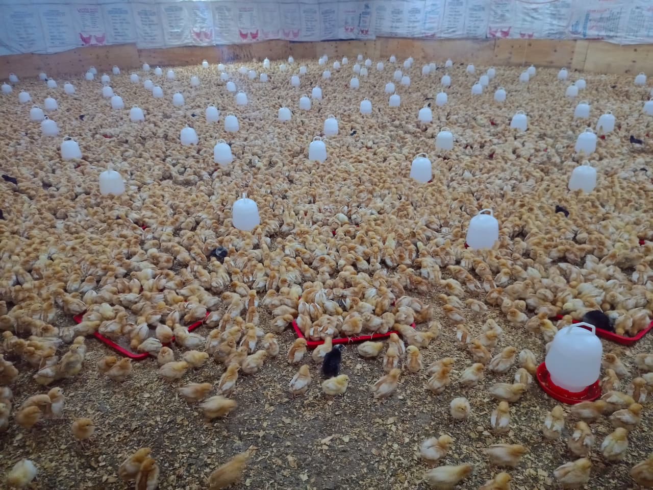 Kenbro Chicks
