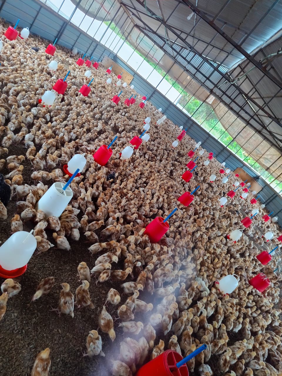 Pullets feeding