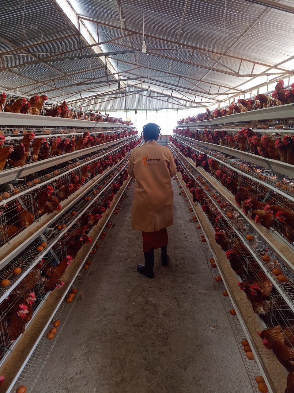 Modern poultry facility
