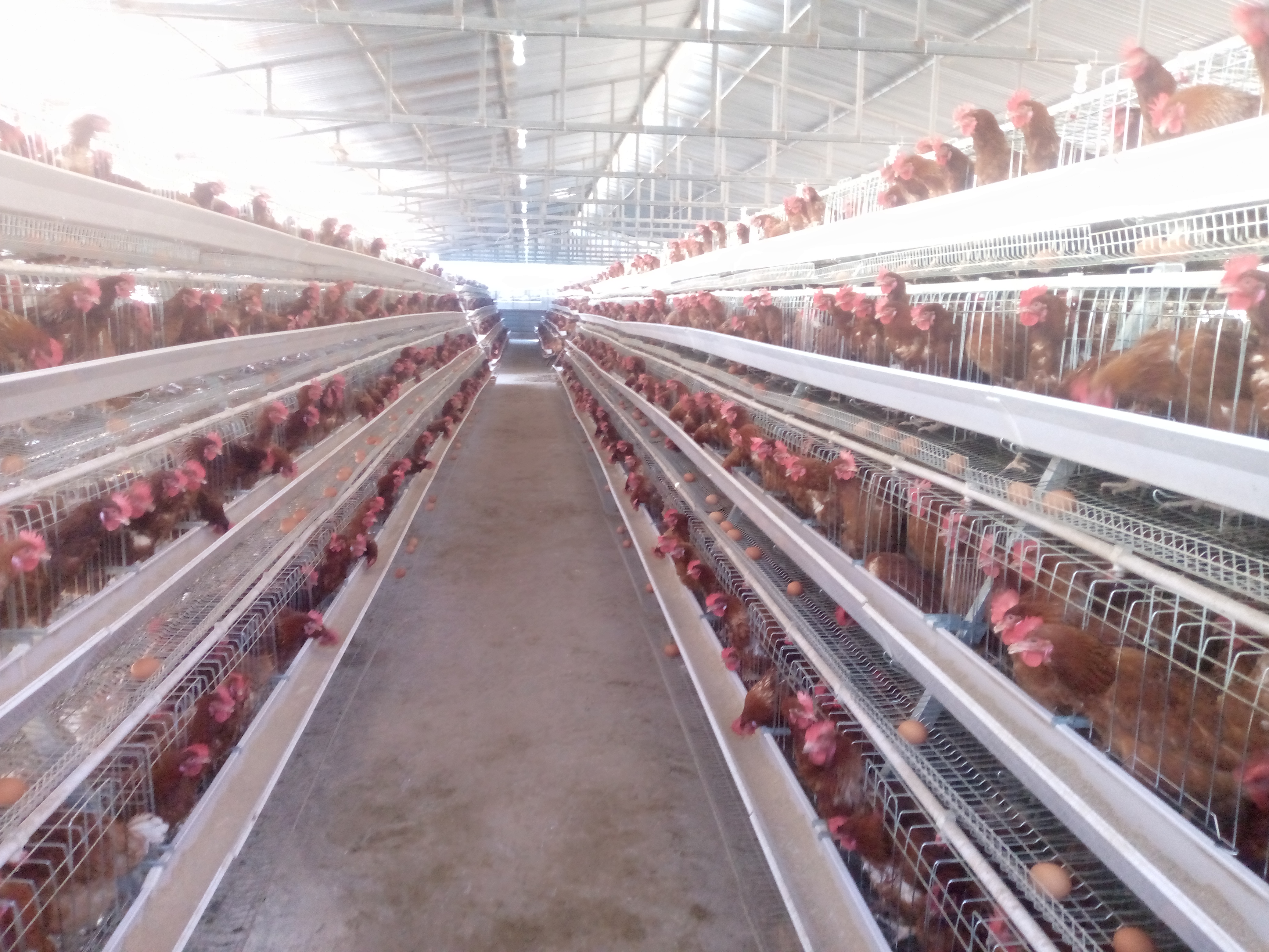 Flock of hens