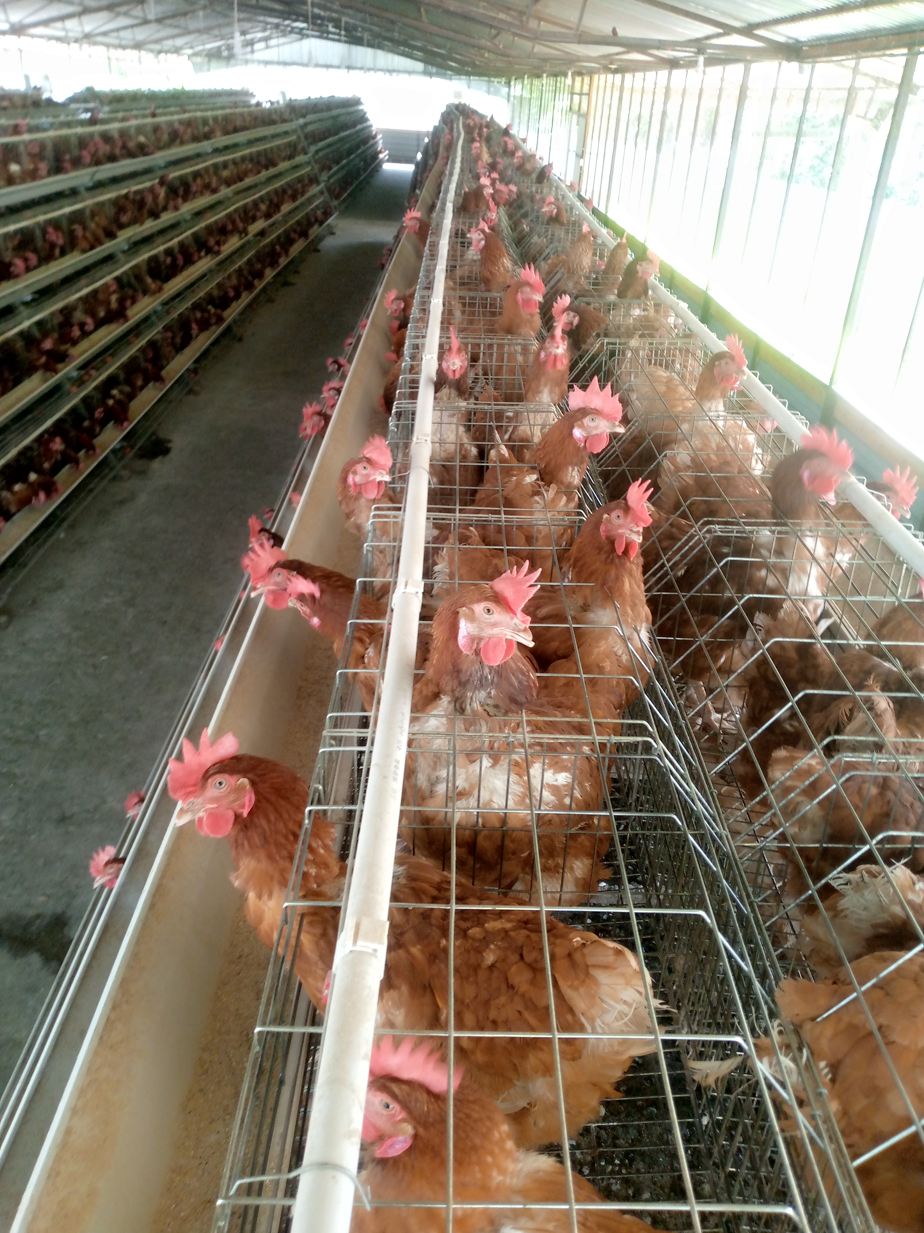 Farm B