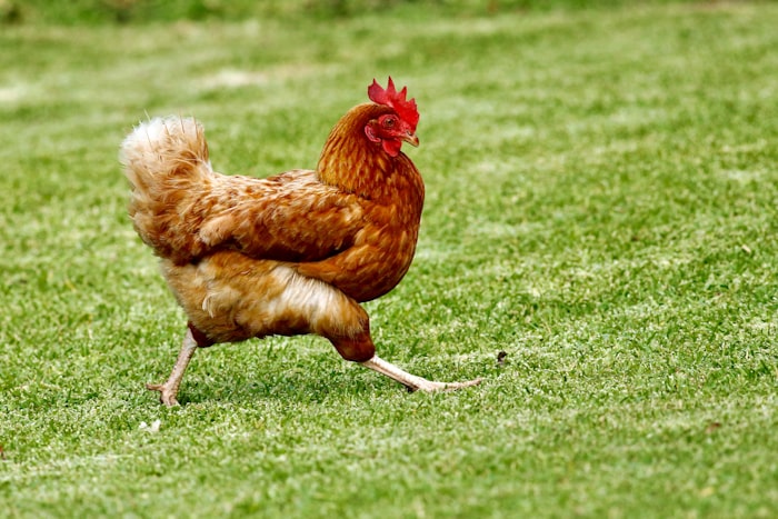 Poultry Farm Operations