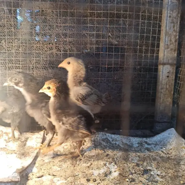 Kenbro Rainbow Rooster free range chicken