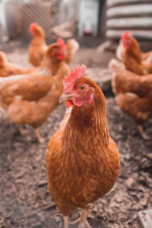 Quality Pullets